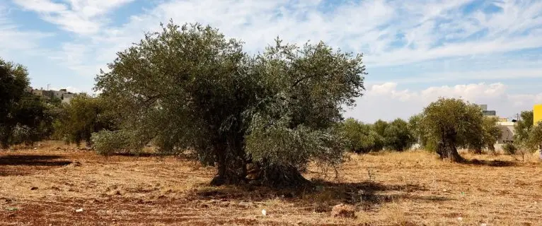 Escapade d’automne : sur la route des olives en Jordanie, entre culture et saveurs