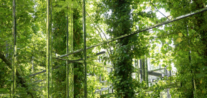 Festival des Hortillonnages d'Amiens